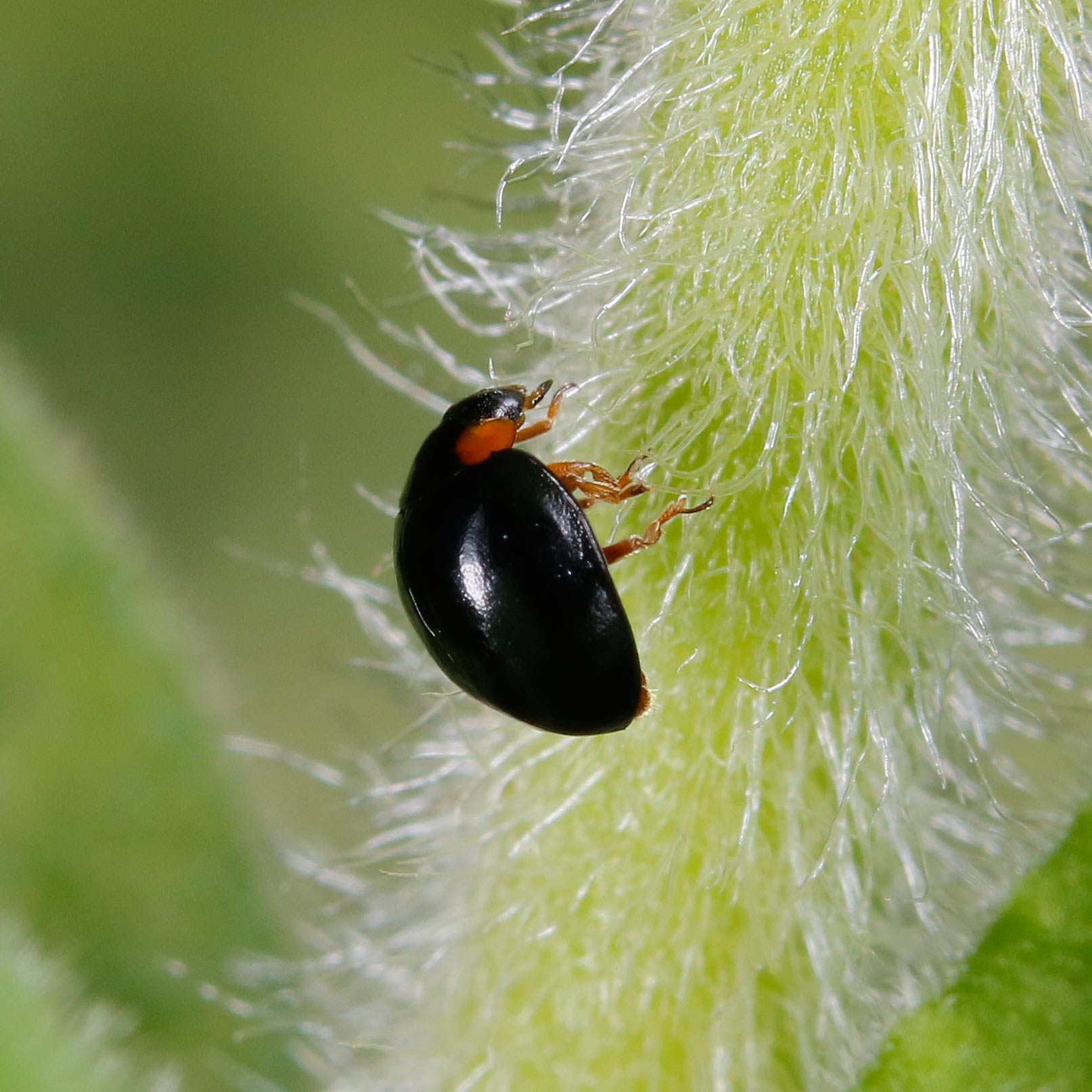 Coccinellidae: Exochomus nigromaculatus